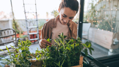 cultivar plantas en tu casa