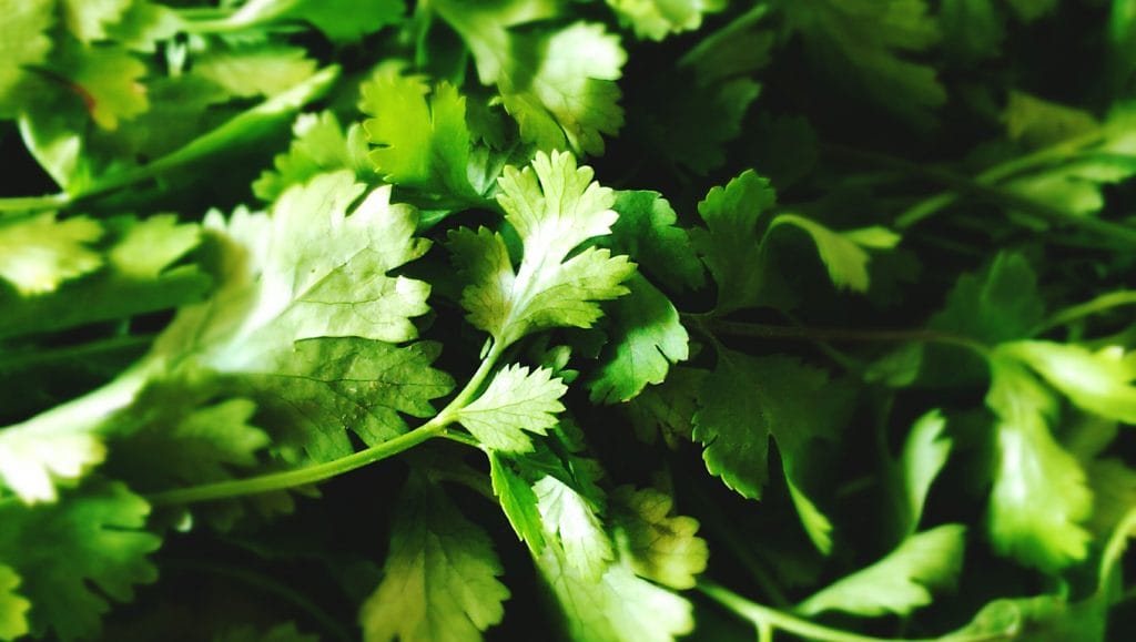 cómo cultivar cilantro en tu casa