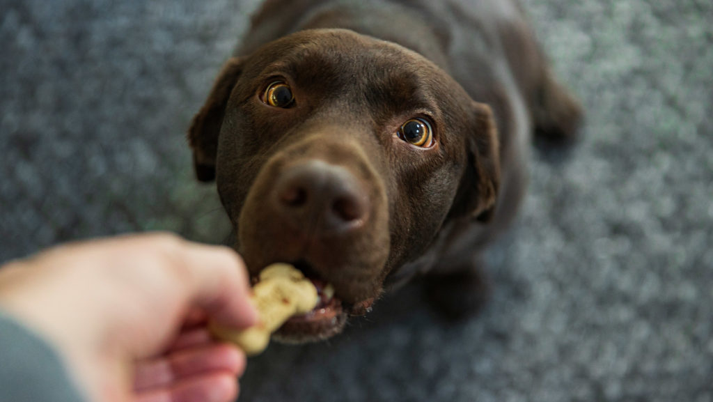 Tips para que tu perro sea el mejor portado