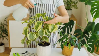 cuidado de plantas en casa