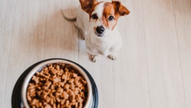 Plato de comida para perro