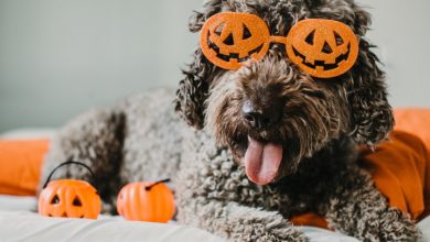 Disfraz de mascotas para halloween