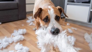 Juguetes reciclado para mascotas