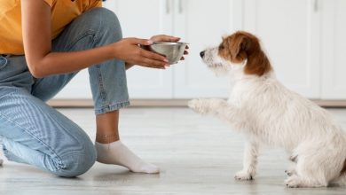 Recetas para comida fácil y barata para perro