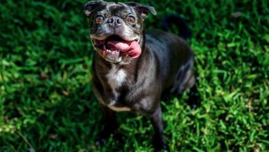 Como proteger a tus mascotas del calor extremo