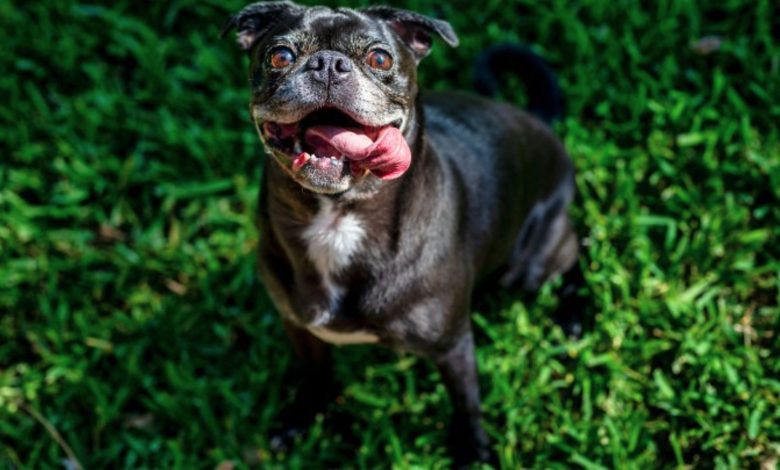 Como proteger a tus mascotas del calor extremo